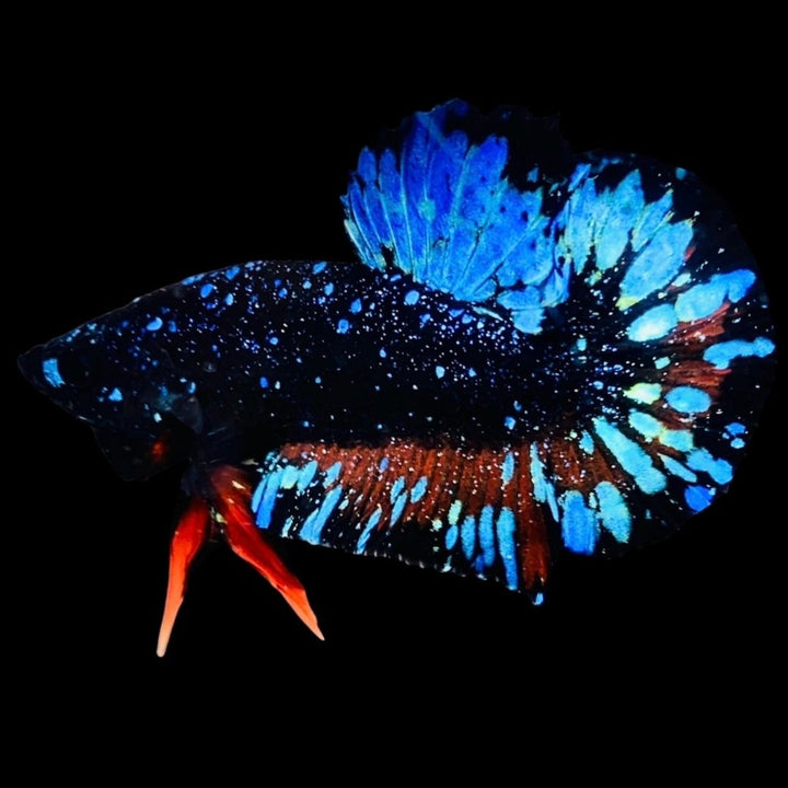 Rare Avatar Betta Fish (Male) - AV1005