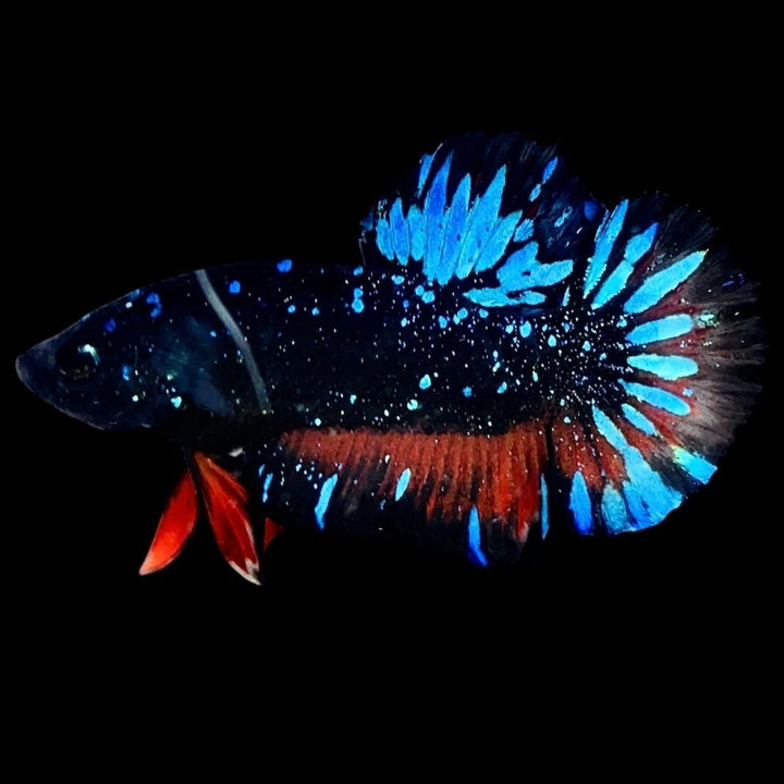 Rare Avatar Betta Fish (Male) - AV1006