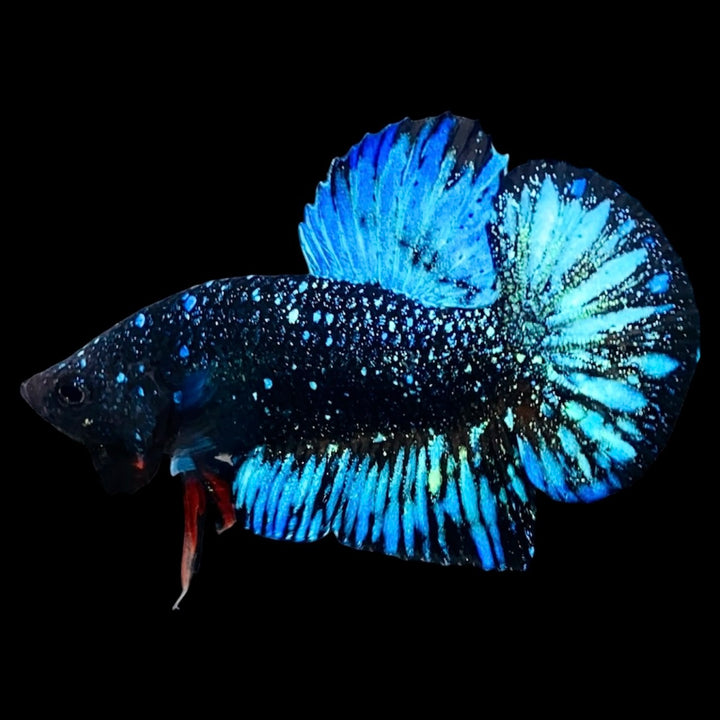 Rare Avatar Betta Fish (Male) - AV1007