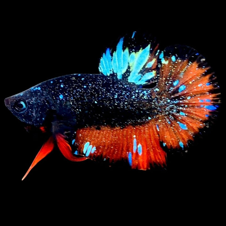 Rare Avatar Betta Fish (Male) - AV1008