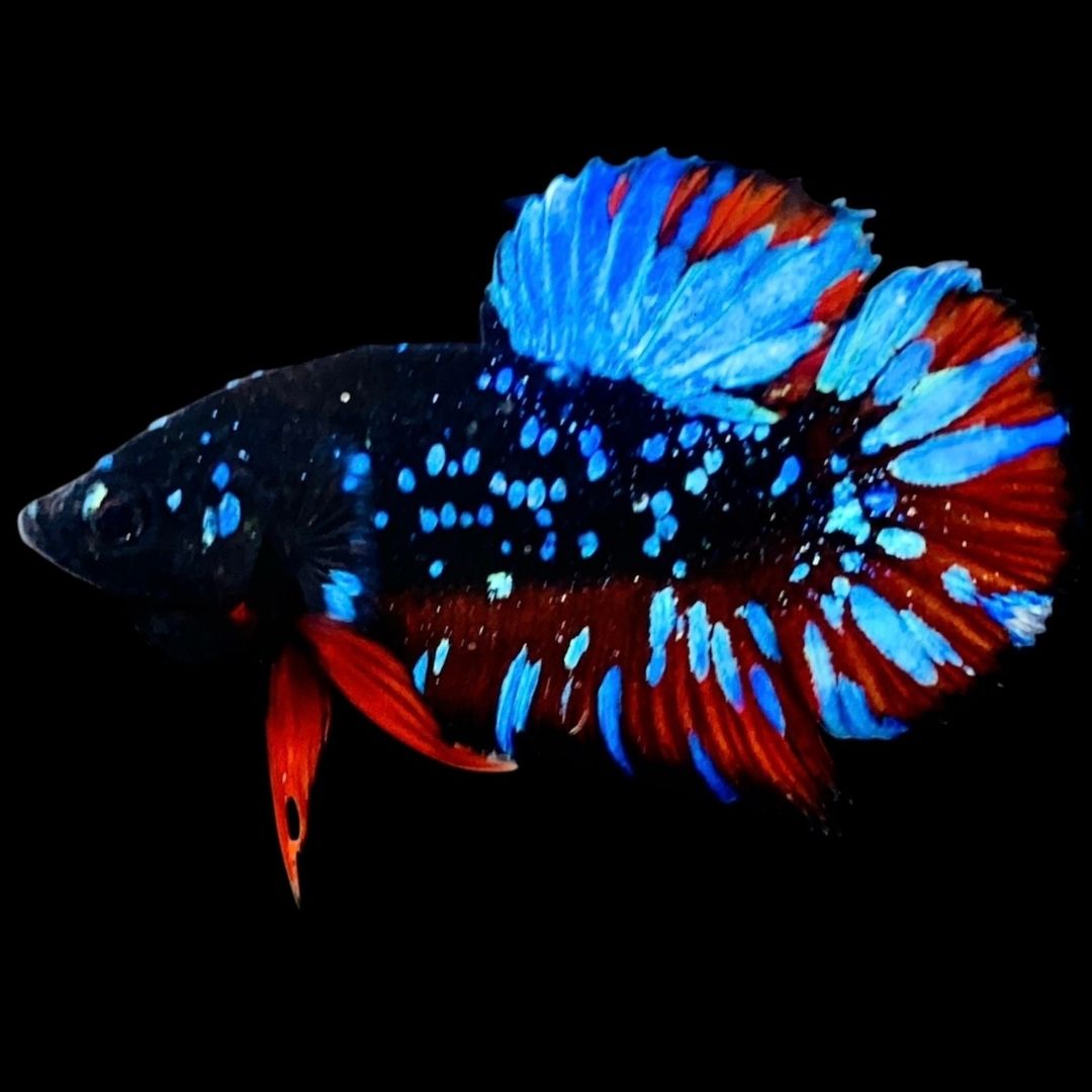 Rare Avatar Betta Fish (Male) - AV1009