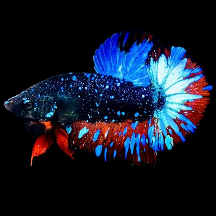 Rare Avatar Betta Fish (Male) - AV1010