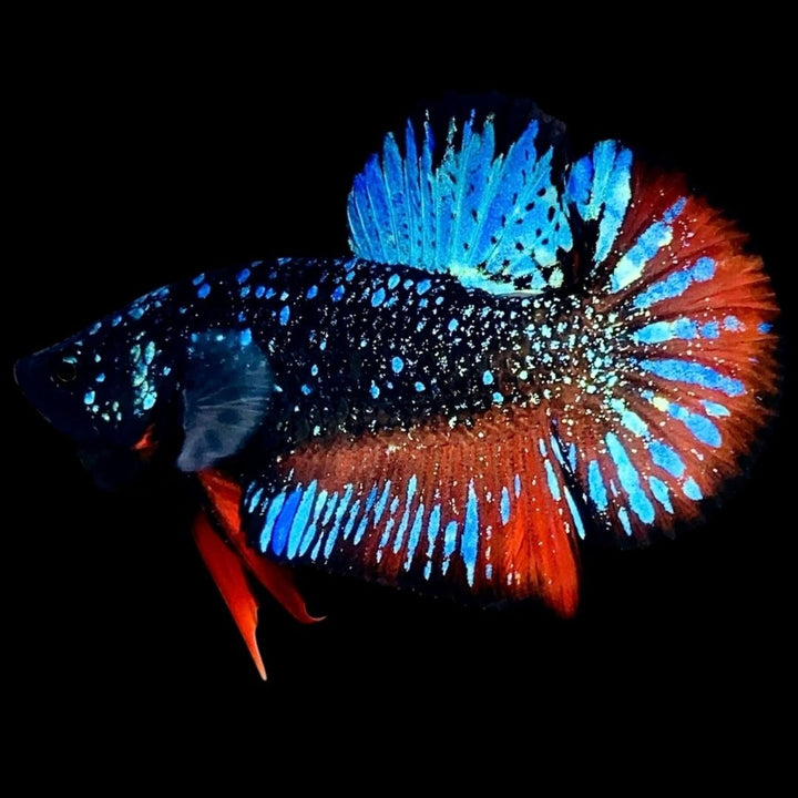 Rare Avatar Betta Fish (Male) - AV1011