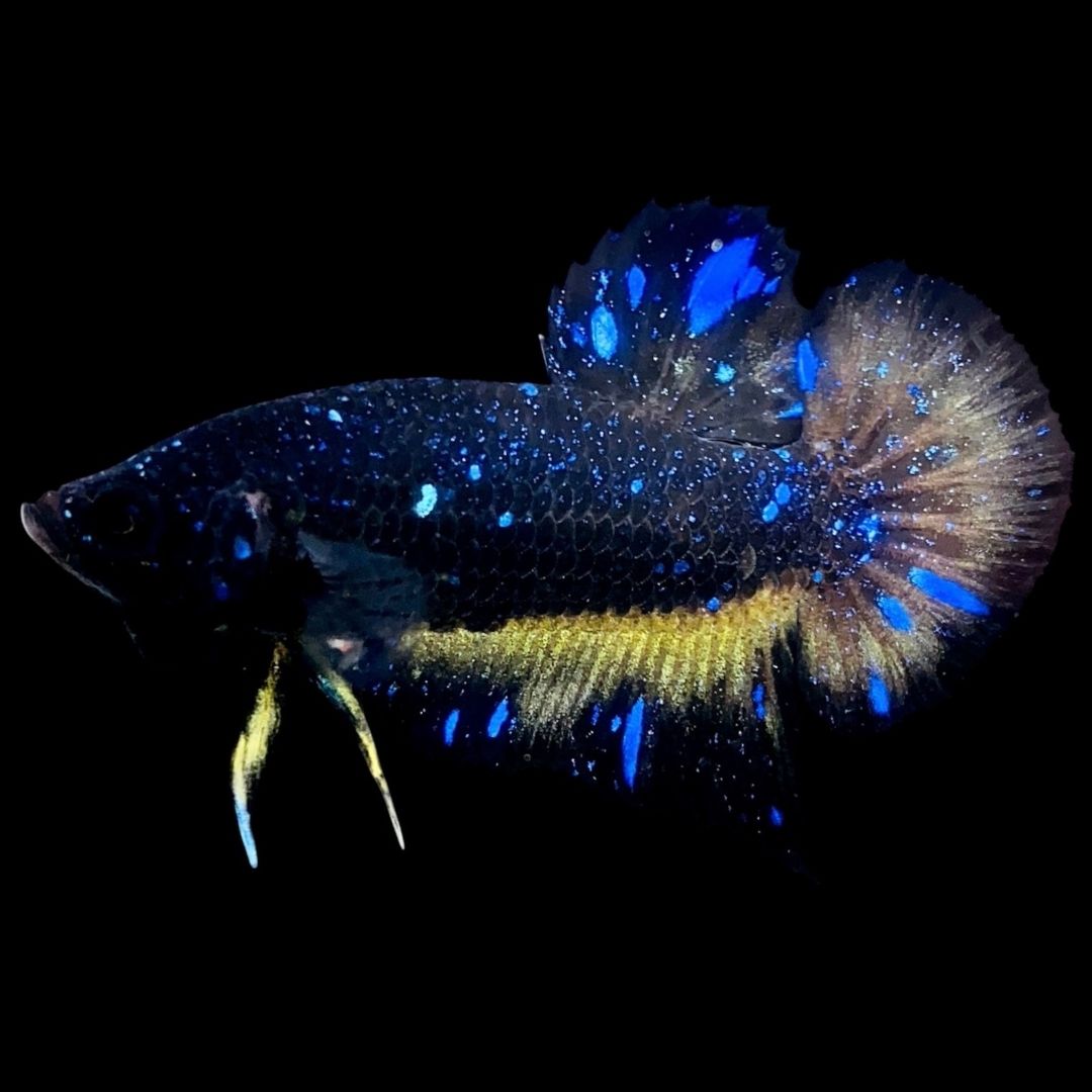 Rare Avatar Betta Fish (Male) - AV1012