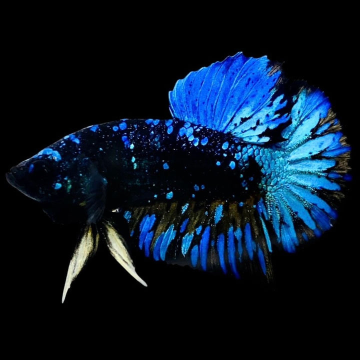 Rare Avatar Betta Fish (Male) - AV1013