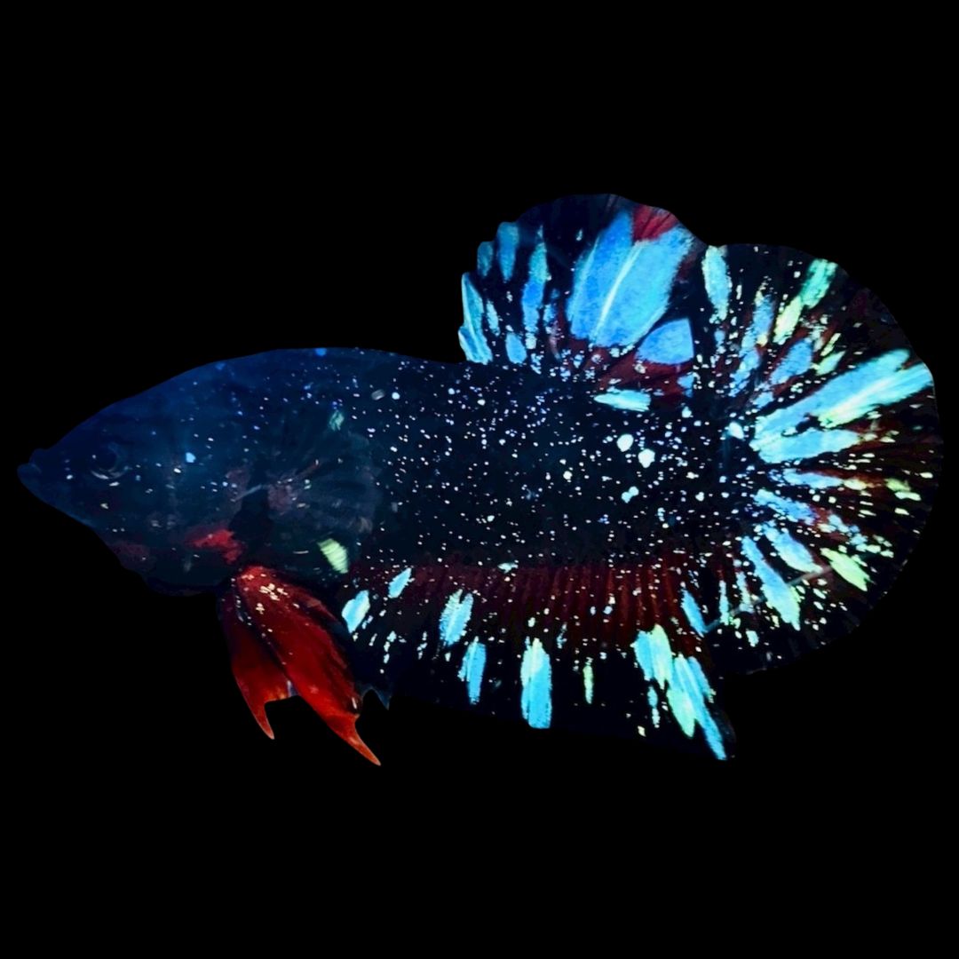 Rare Avatar Betta Fish