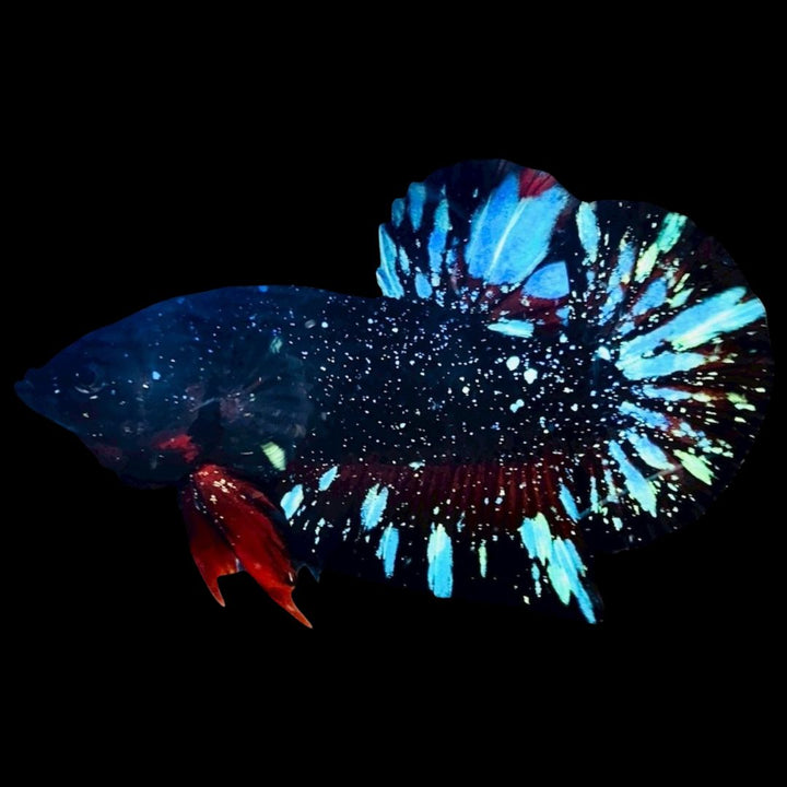 Rare Avatar Betta Fish