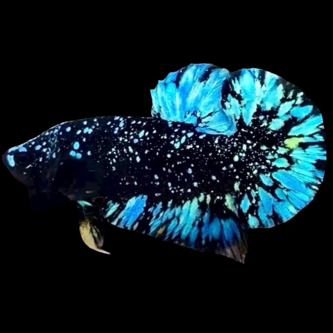 Rare Avatar Betta Fish