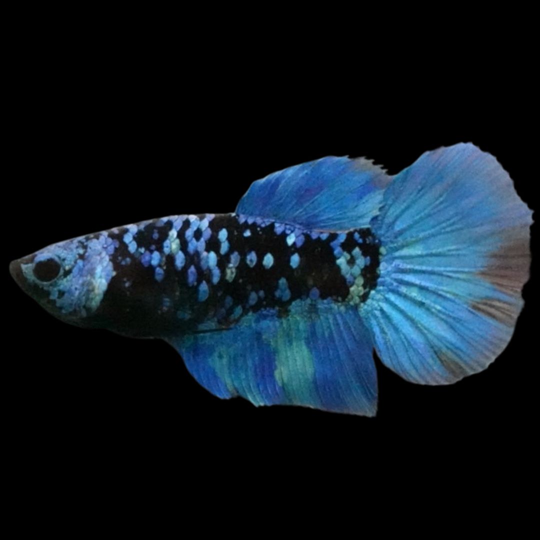 Rare Avatar Betta Fish