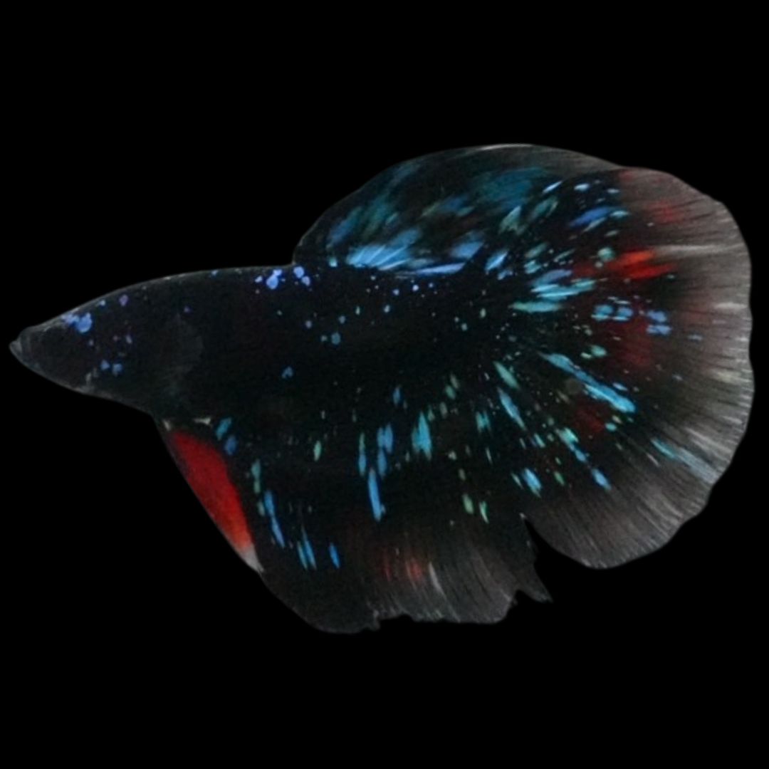 Rare Avatar Betta Fish