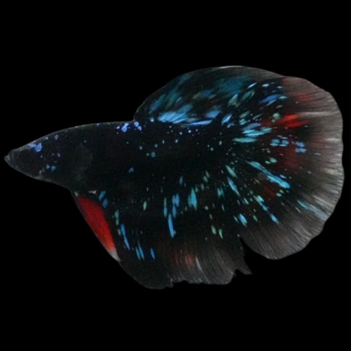 Rare Avatar Betta Fish