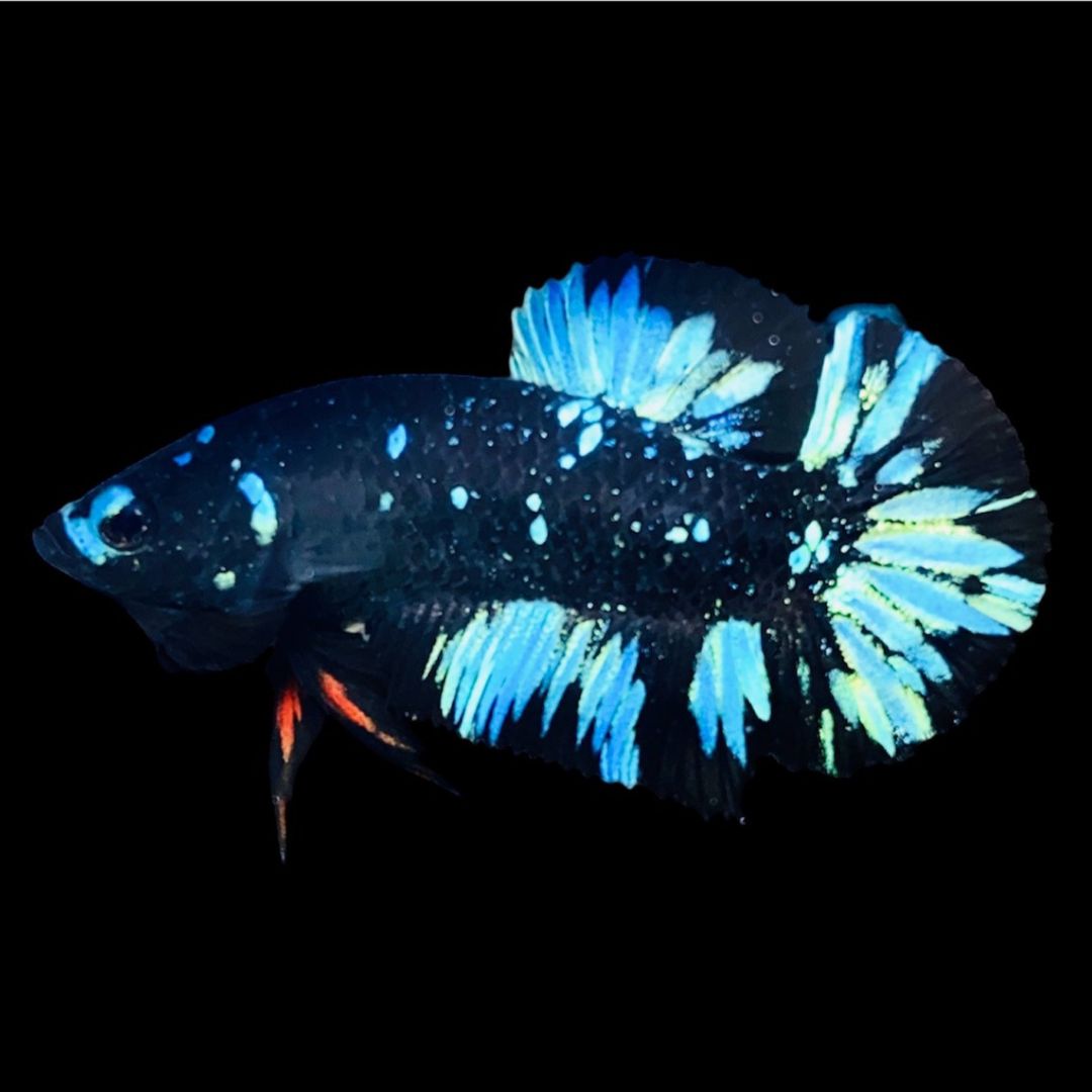 Rare Avatar Betta Fish