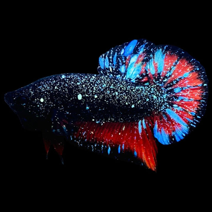 Rare Avatar Betta Fish