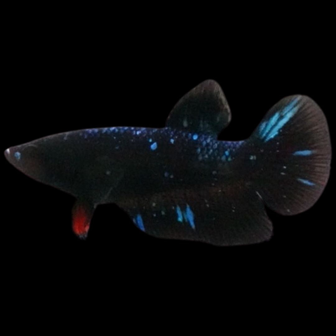 Rare Avatar Betta Fish