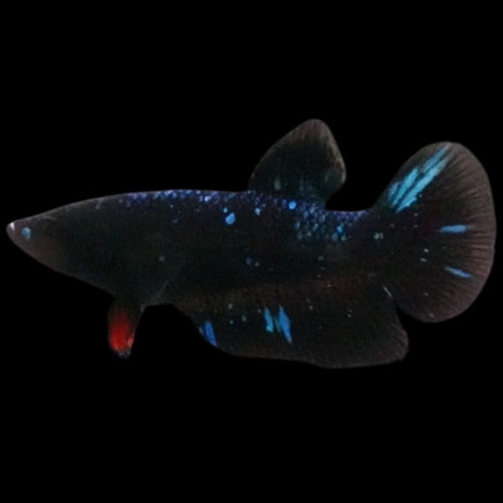 Rare Avatar Betta Fish