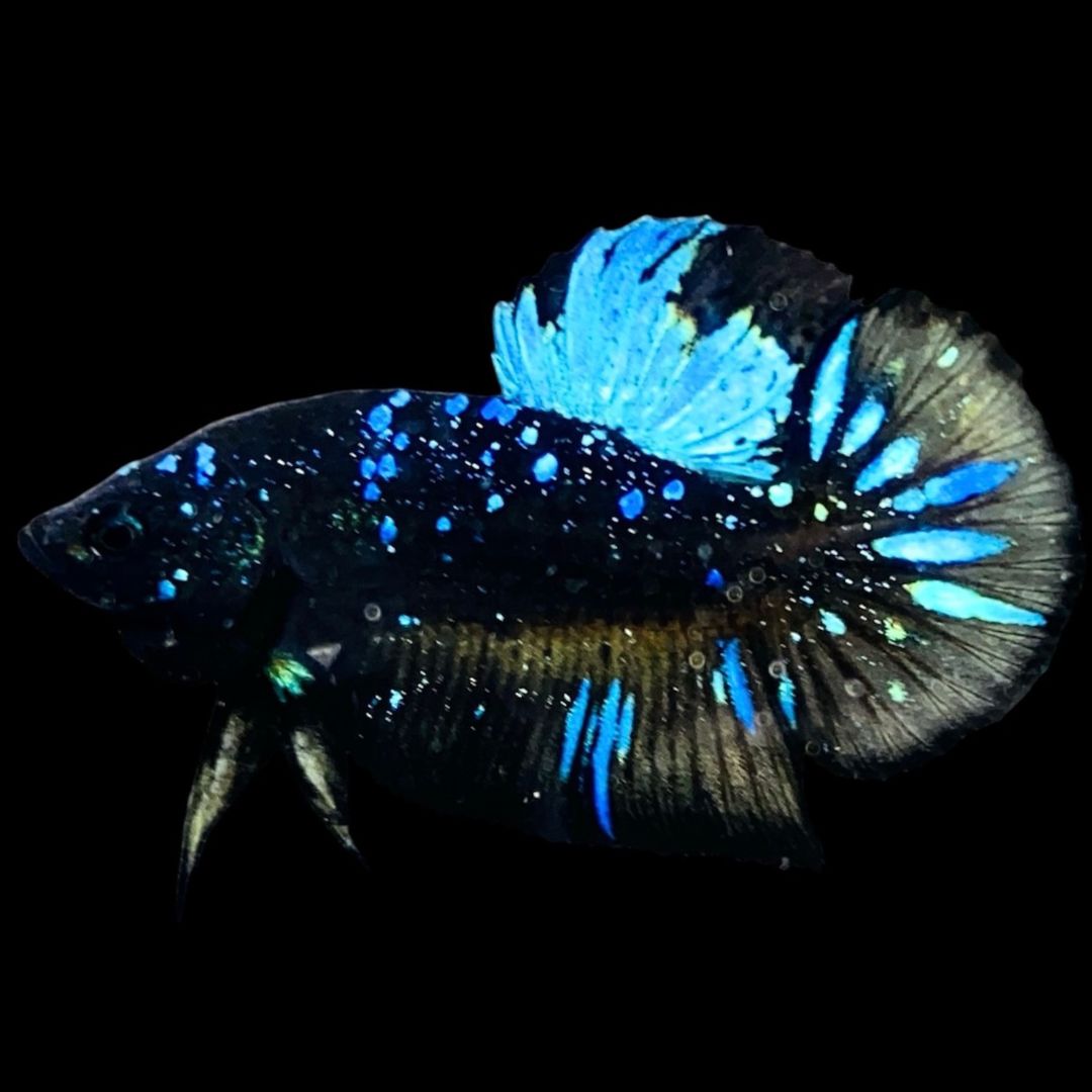 Rare Avatar Betta Fish