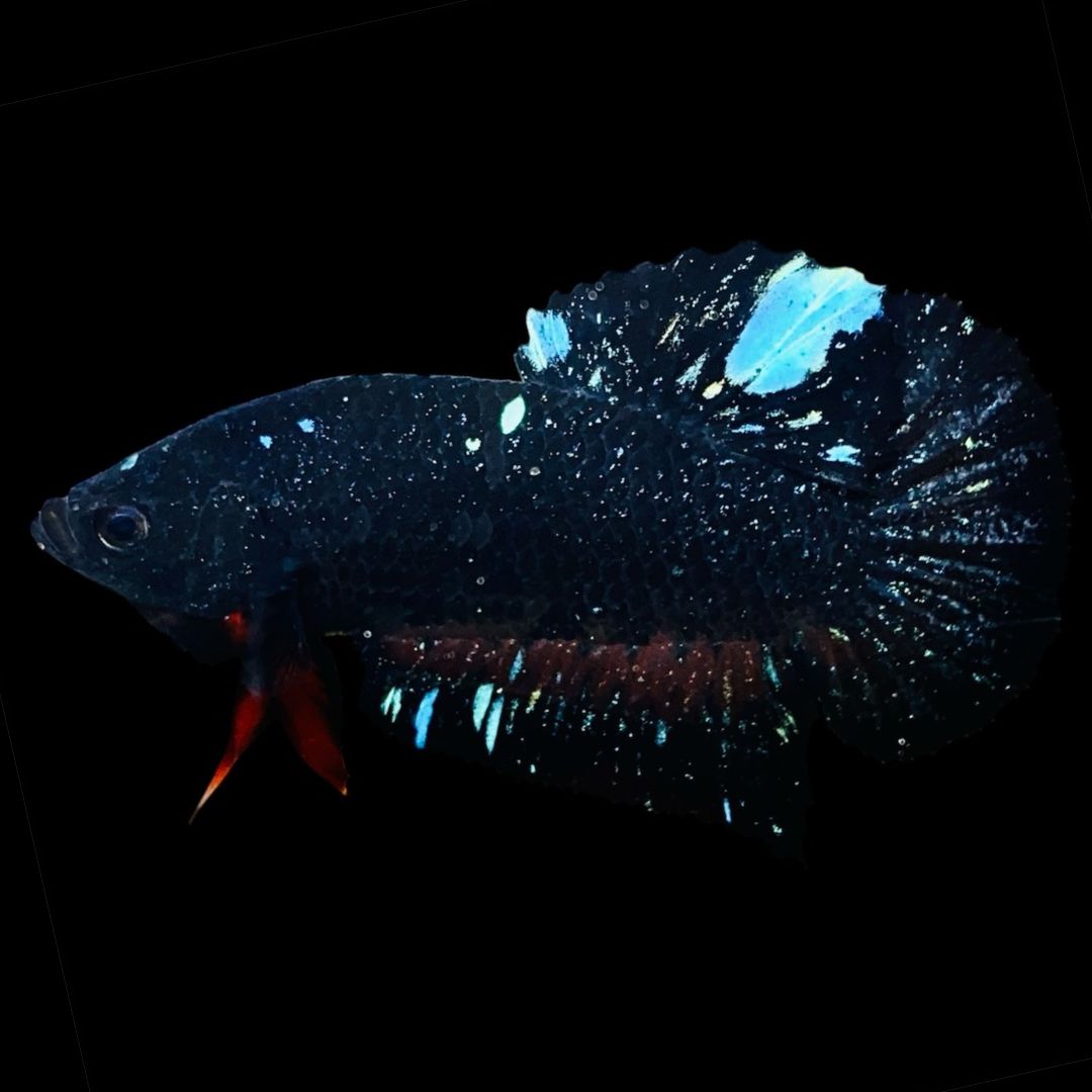 Rare Avatar Betta Fish
