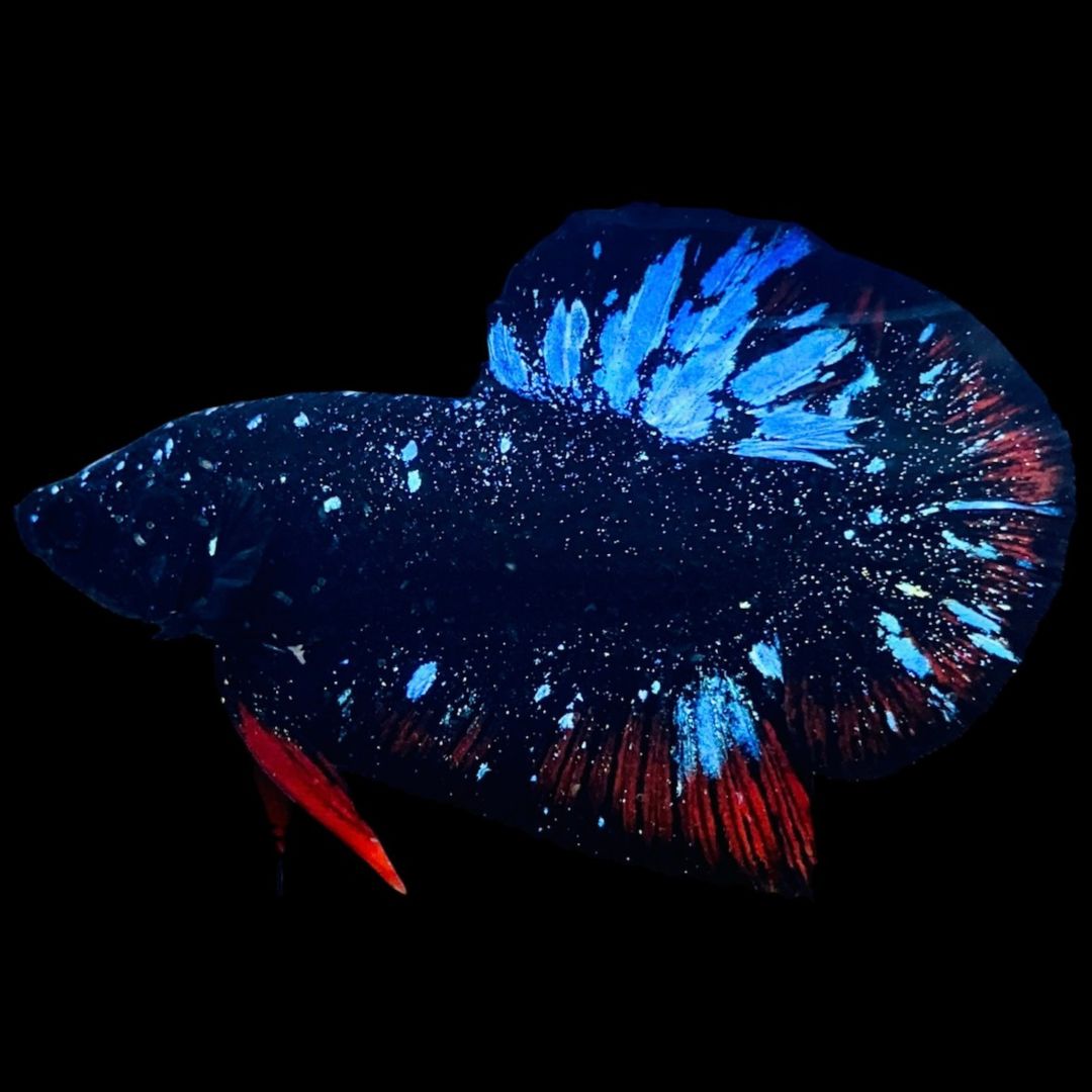 Rare Avatar Betta Fish