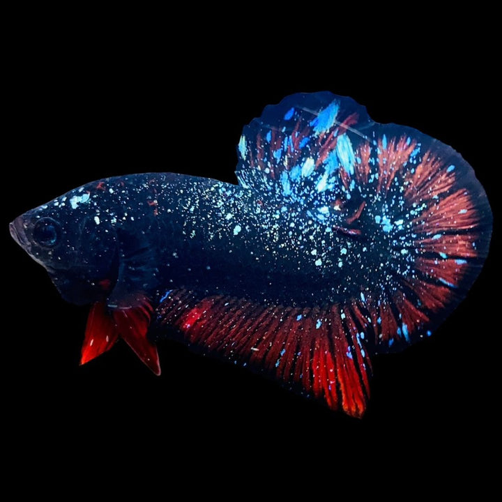 Rare Avatar Betta Fish