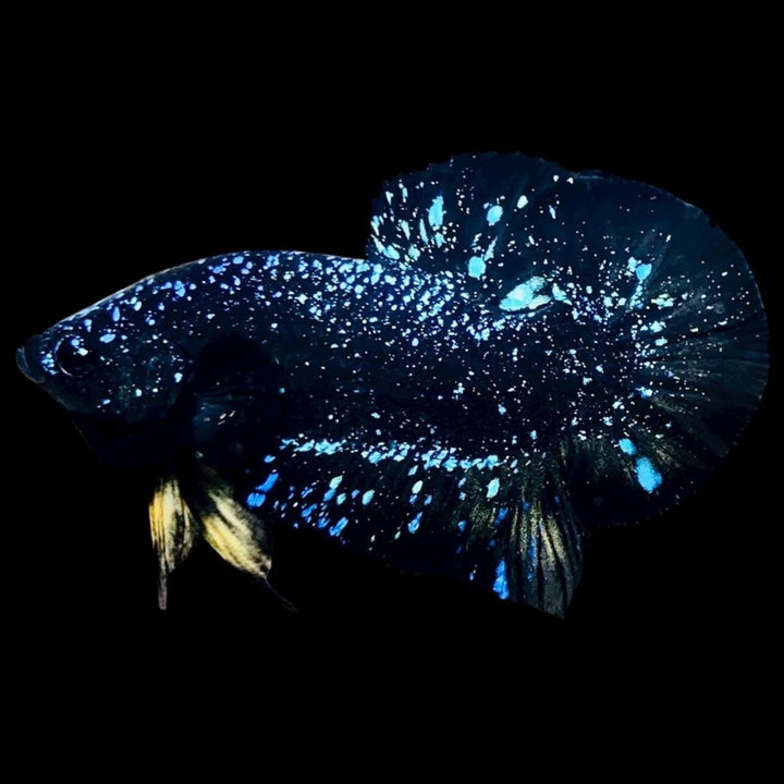 Rare Avatar Betta Fish