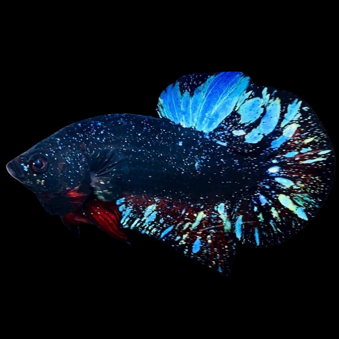 Rare Avatar Betta Fish