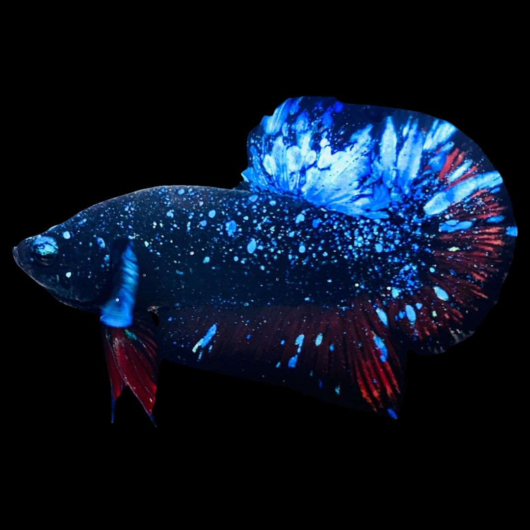 Rare Avatar Betta Fish