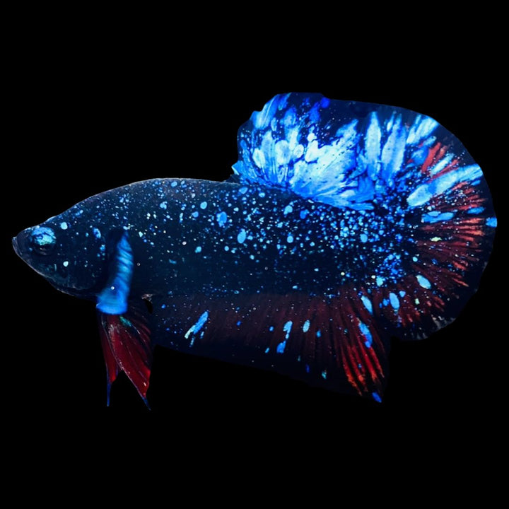 Rare Avatar Betta Fish