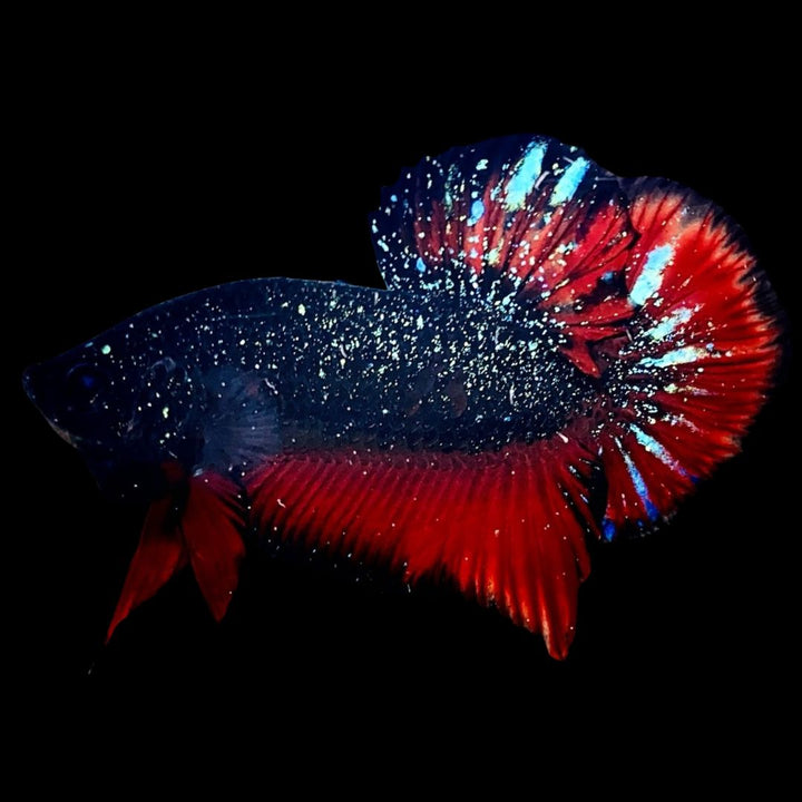 Rare Avatar Betta Fish