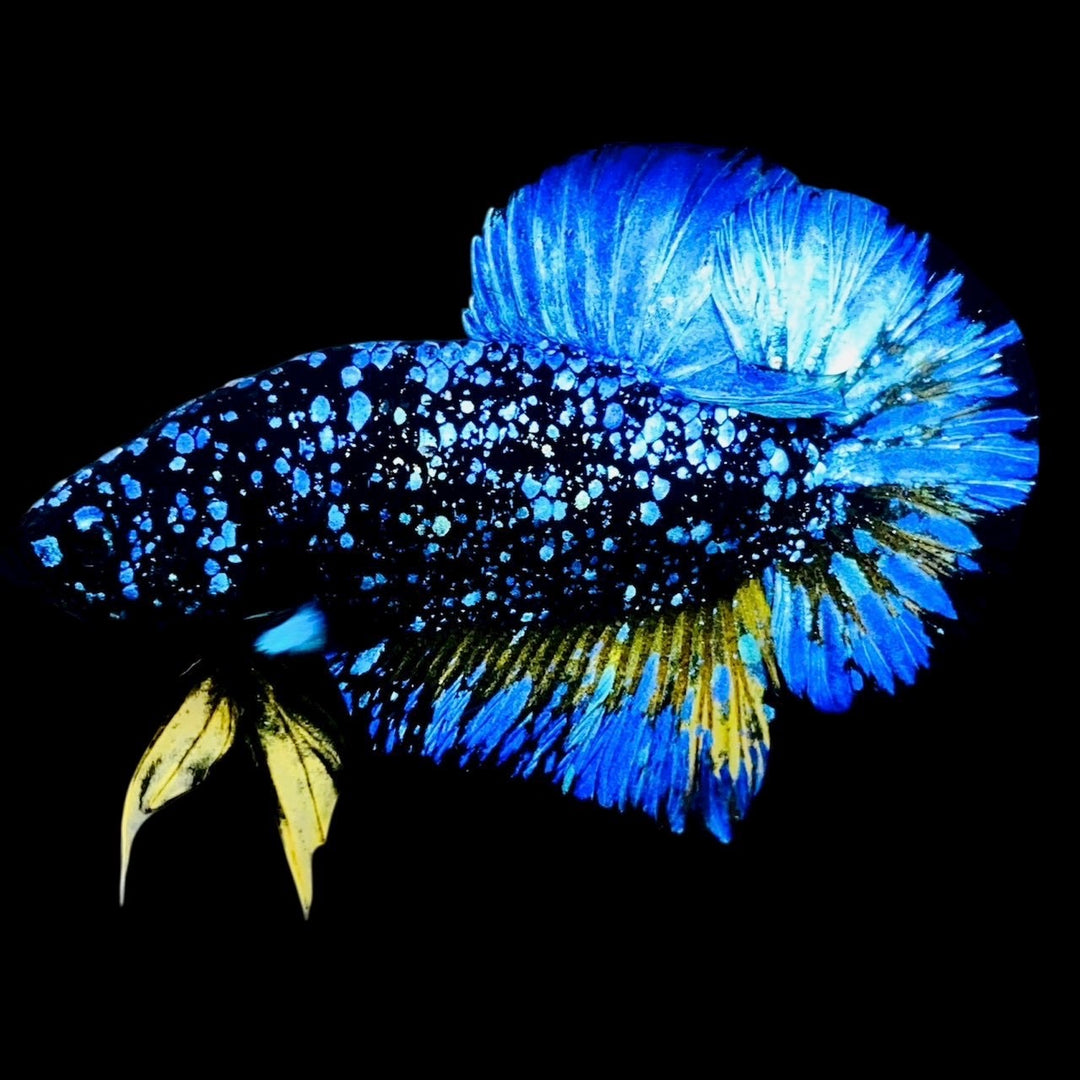 Rare Avatar Betta Fish