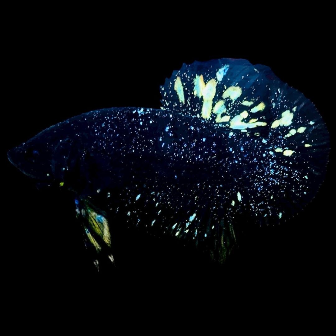 Rare Avatar Betta Fish