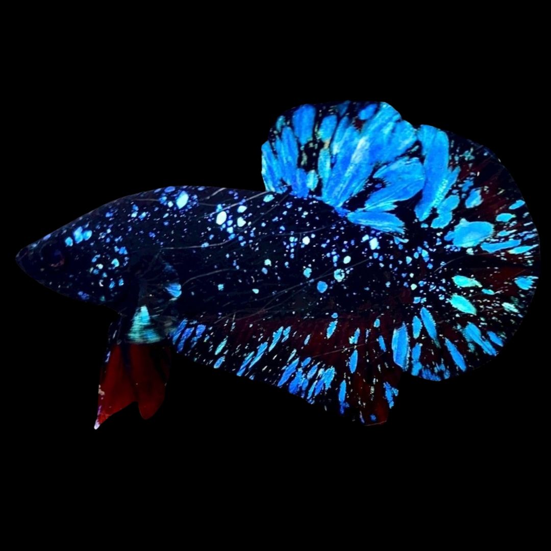 Rare Avatar Betta Fish