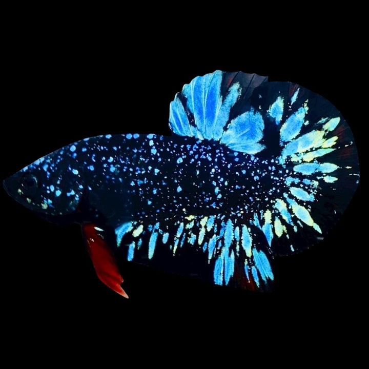 Rare Avatar Betta Fish