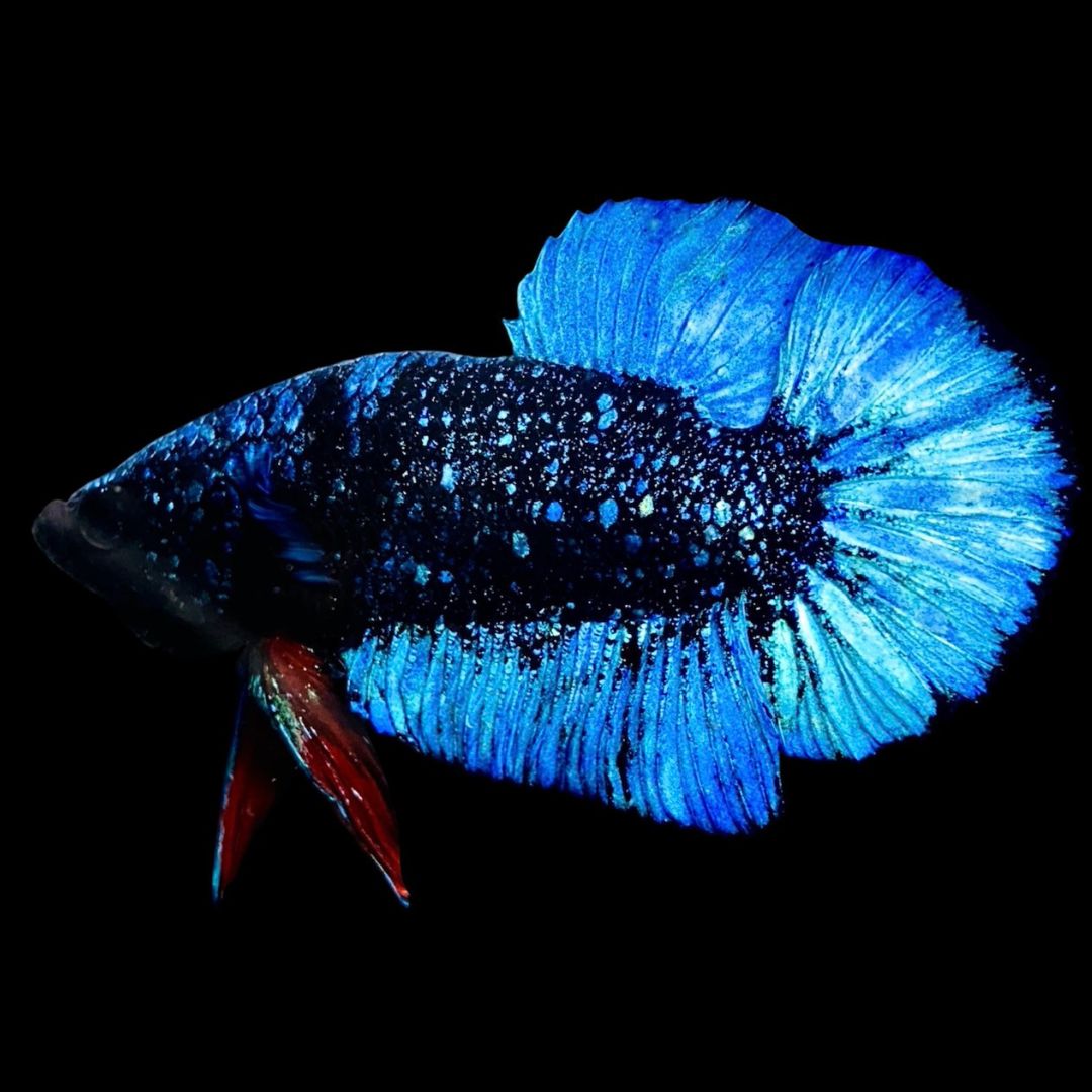 Rare Avatar Betta Fish