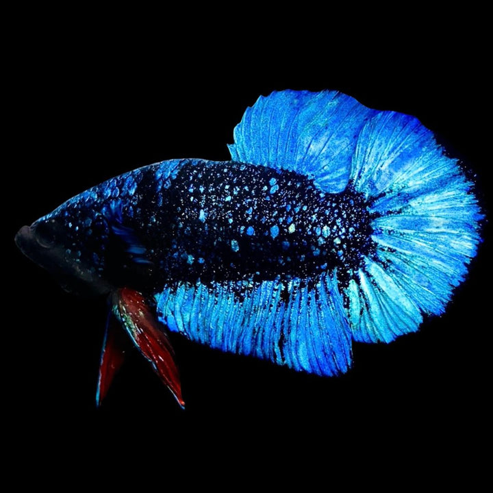 Rare Avatar Betta Fish