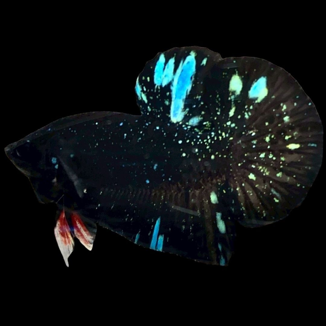 Rare Avatar Betta Fish