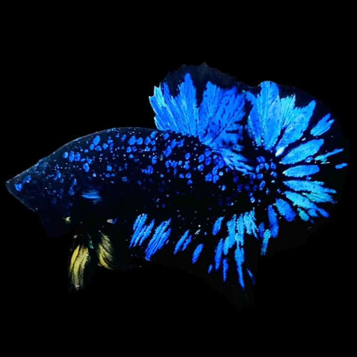 Rare Avatar Betta Fish
