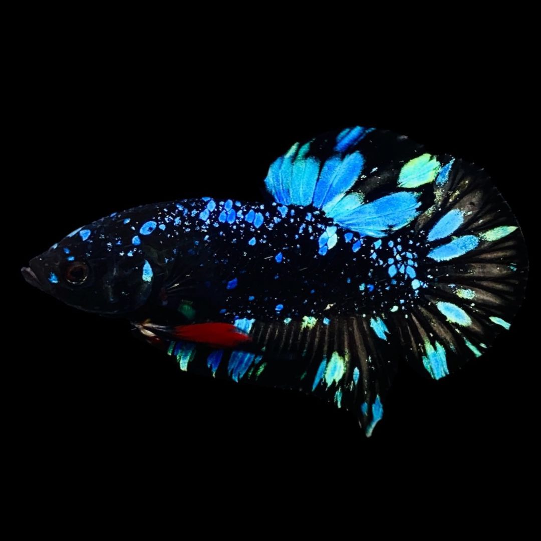 Rare Avatar Betta Fish