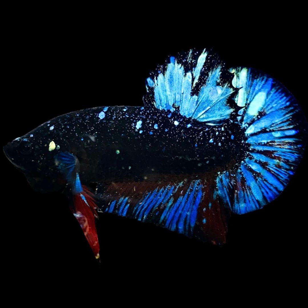 Rare Avatar Betta Fish