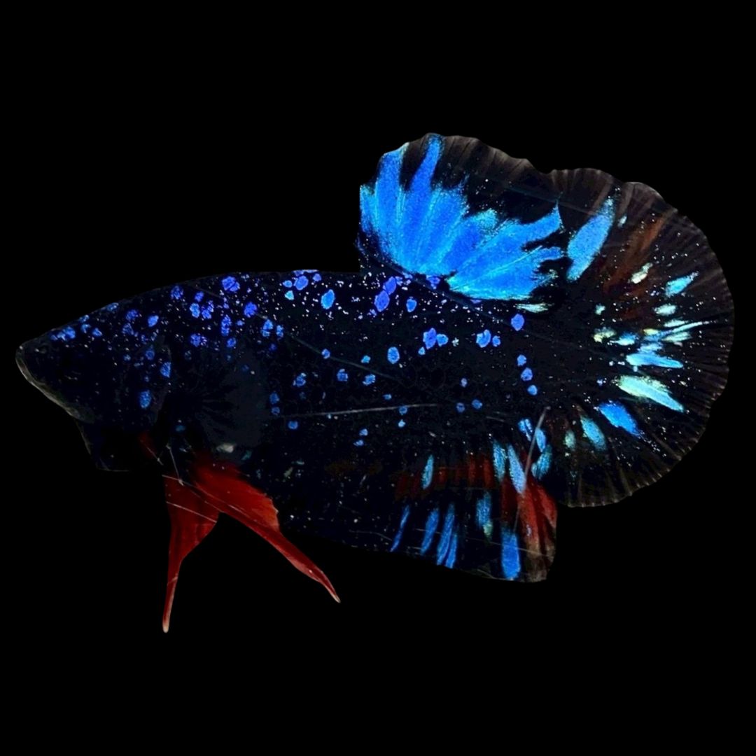 Rare Avatar Betta Fish