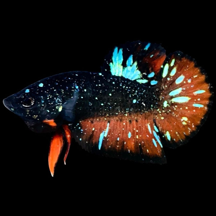 Rare Avatar Betta Fish