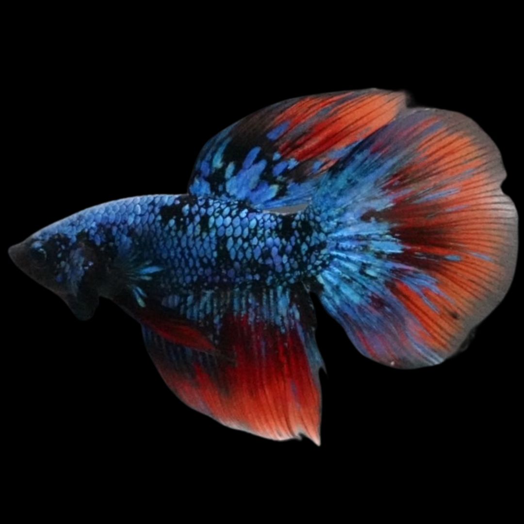 Rare Avatar Betta Fish