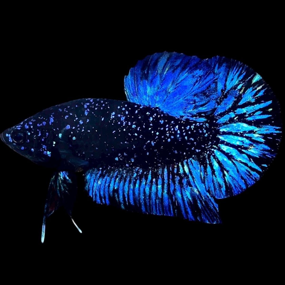 Rare Avatar Betta Fish