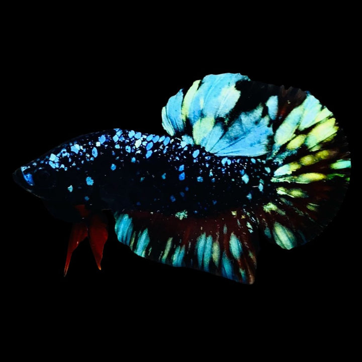 Rare Avatar Betta Fish