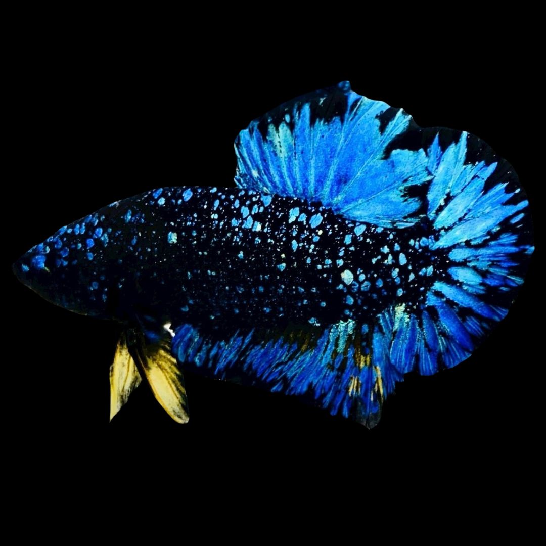 Rare Avatar Betta Fish