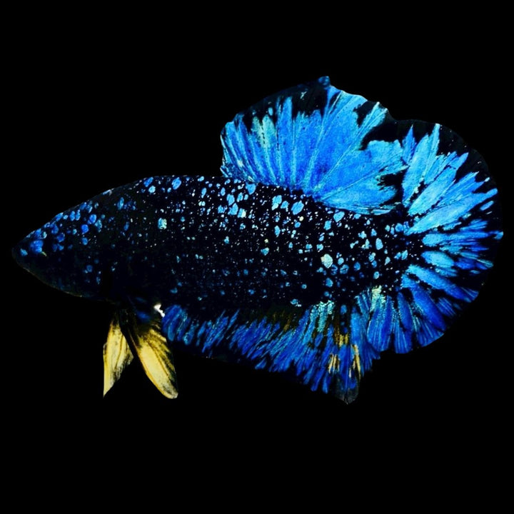 Rare Avatar Betta Fish