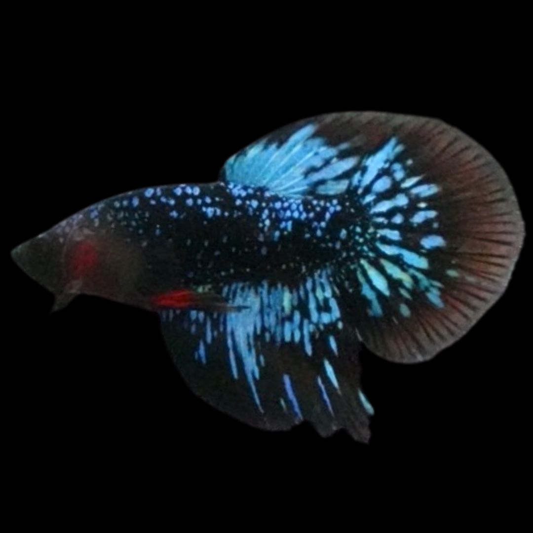 Rare Avatar Betta Fish