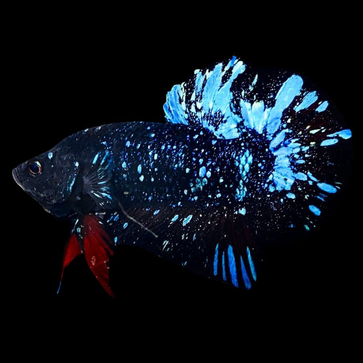 Rare Avatar Betta Fish