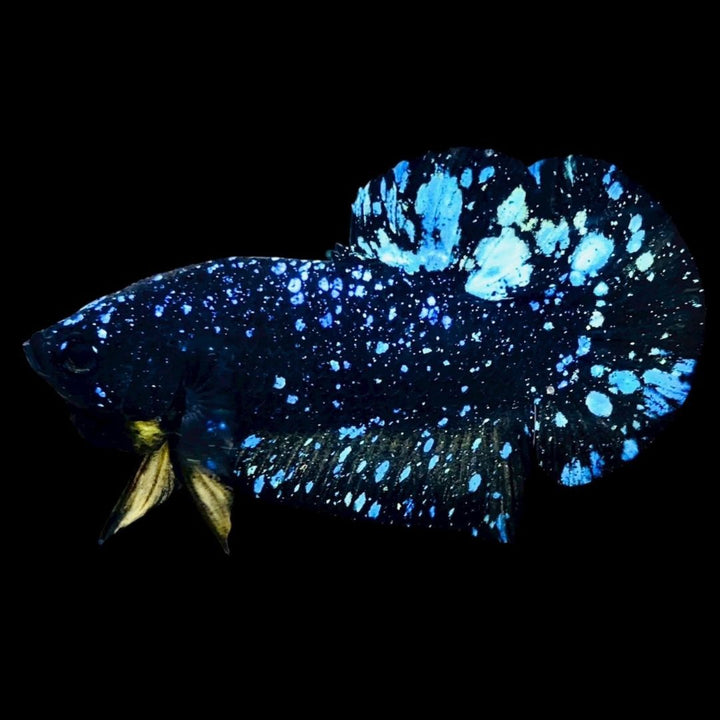 Rare Avatar Betta Fish