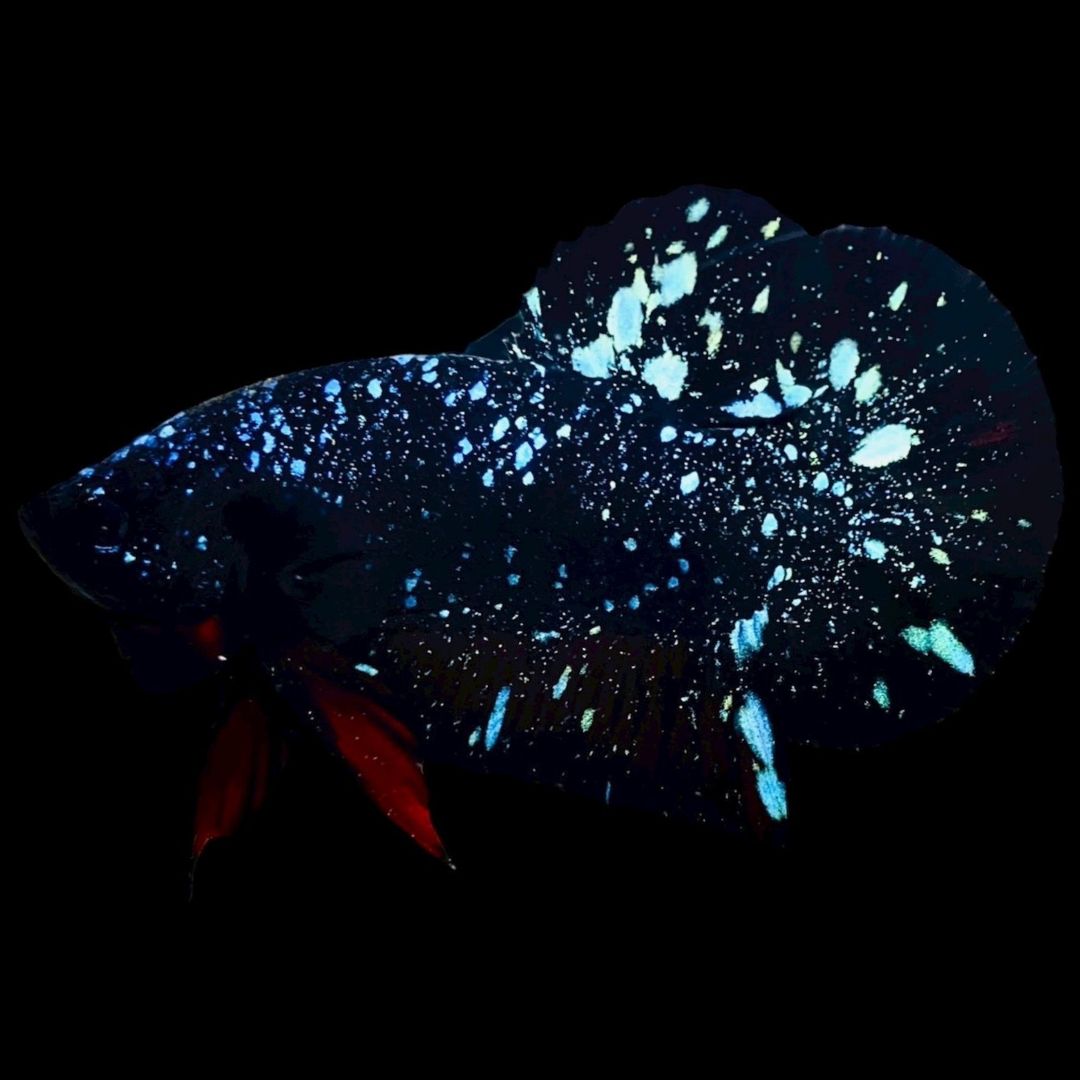 Rare Avatar Betta Fish