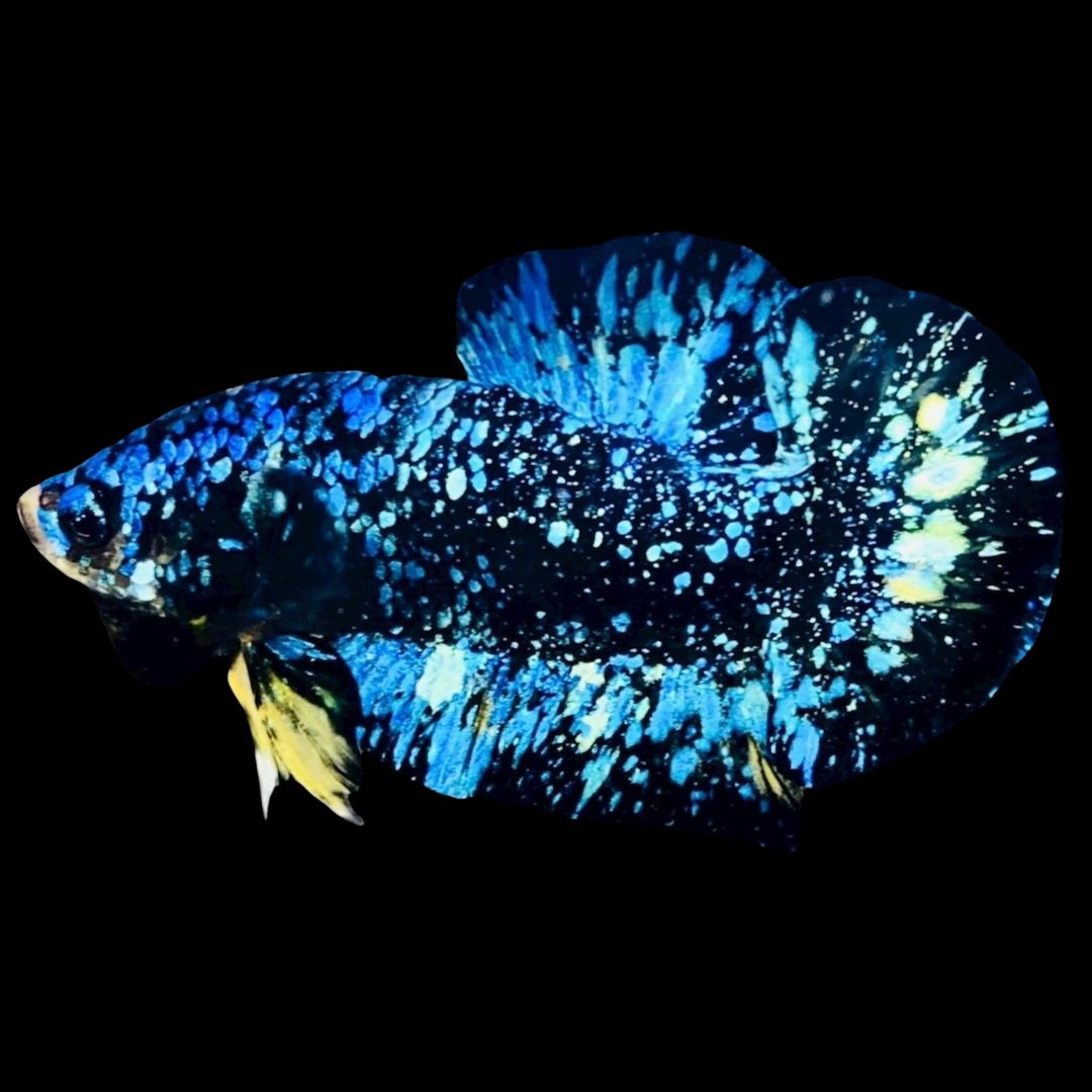 Rare Avatar Betta Fish